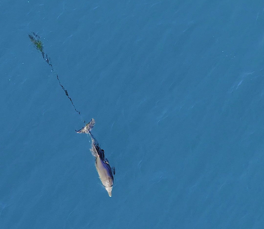 A dolphin calf tangled in fishing line near Sydney was rescued after weeks of monitoring. Teams freed it on August 1, allowing it to swim off safely with its mother.