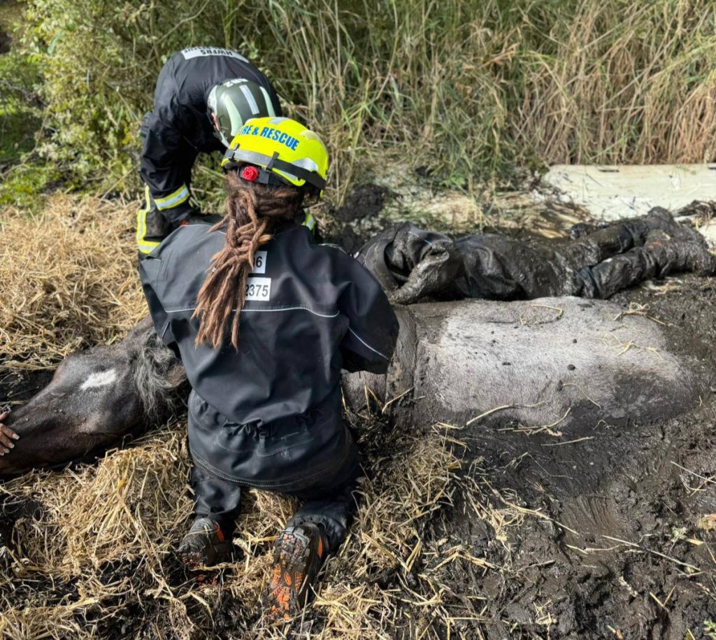 Heroic rescue as 800kg horse Ruby is saved from muddy bog in Bromyard - fire crews, a farmer and vet work together to lift the exhausted draught horse to safety.