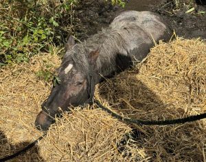 Heroic rescue as 800kg horse Ruby is saved from muddy bog in Bromyard - fire crews, a farmer and vet work together to lift the exhausted draught horse to safety.