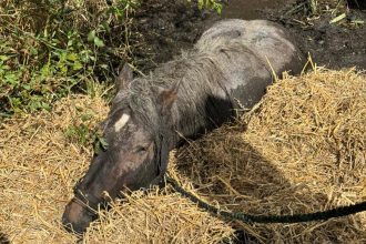 Heroic rescue as 800kg horse Ruby is saved from muddy bog in Bromyard - fire crews, a farmer and vet work together to lift the exhausted draught horse to safety.