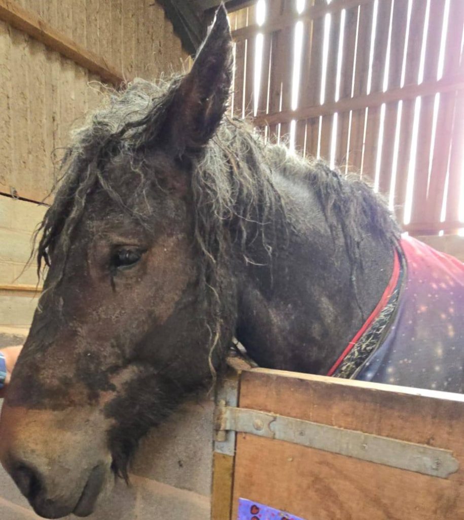 Heroic rescue as 800kg horse Ruby is saved from muddy bog in Bromyard - fire crews, a farmer and vet work together to lift the exhausted draught horse to safety.
