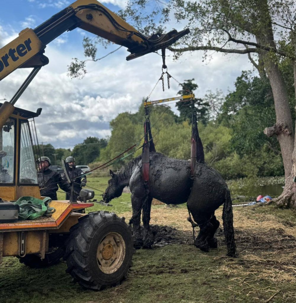 Heroic rescue as 800kg horse Ruby is saved from muddy bog in Bromyard - fire crews, a farmer and vet work together to lift the exhausted draught horse to safety.