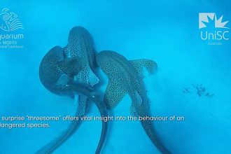 Researchers filmed the first ever shark threesome in the wild as two male Indo Pacific leopard sharks mated with a female in New Caledonia, offering insights for conservation.