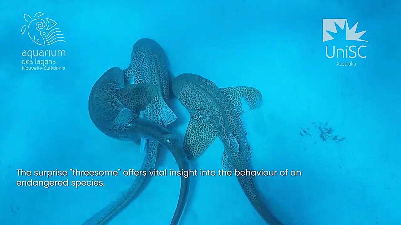 Researchers filmed the first ever shark threesome in the wild as two male Indo Pacific leopard sharks mated with a female in New Caledonia, offering insights for conservation.
