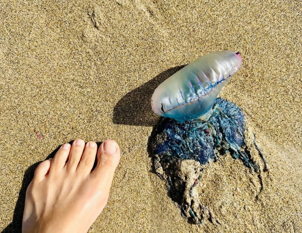 Deadly 100ft Portuguese man o’war washes up on UK beach - coastguards warn Brits to avoid touching the venomous creature and seek urgent medical help if stung.