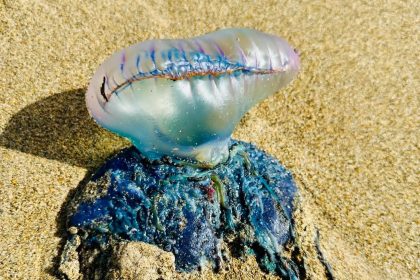 Deadly 100ft Portuguese man o’war washes up on UK beach - coastguards warn Brits to avoid touching the venomous creature and seek urgent medical help if stung.