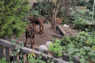 Cruel pet owner starved two German Shepherd puppies in Malton - one buried in garden and the other put to sleep - woman banned from keeping animals for life.