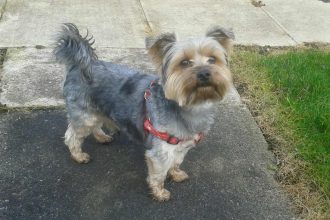 Heartbreak in Birmingham as 11-year-old Yorkshire Terrier Bombel stolen from owner’s garden - devastated Aneta Gitano pleads for his safe return as police investigate.