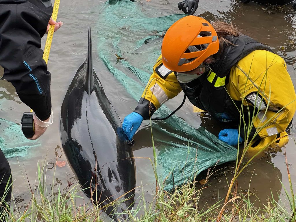 Rescuers save stranded dolphin found 4 miles inland in Cornwall using kayaks and a paddleboard - satellite tracking shows the sea mammal is now thriving offshore.