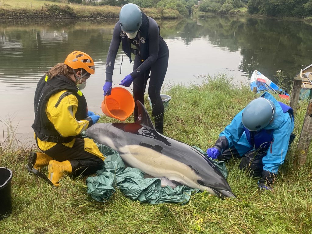 Rescuers save stranded dolphin found 4 miles inland in Cornwall using kayaks and a paddleboard - satellite tracking shows the sea mammal is now thriving offshore.