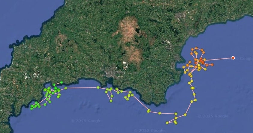 Rescuers save stranded dolphin found 4 miles inland in Cornwall using kayaks and a paddleboard - satellite tracking shows the sea mammal is now thriving offshore.