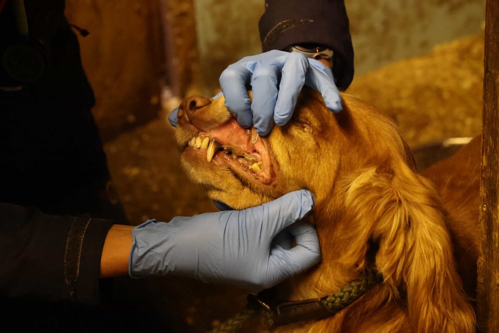 Cruel farmer jailed after 450 animals including dogs, horses, guinea pigs and a llama were rescued from shocking neglect in Sutton in Ashfield. Lifetime ban enforced.