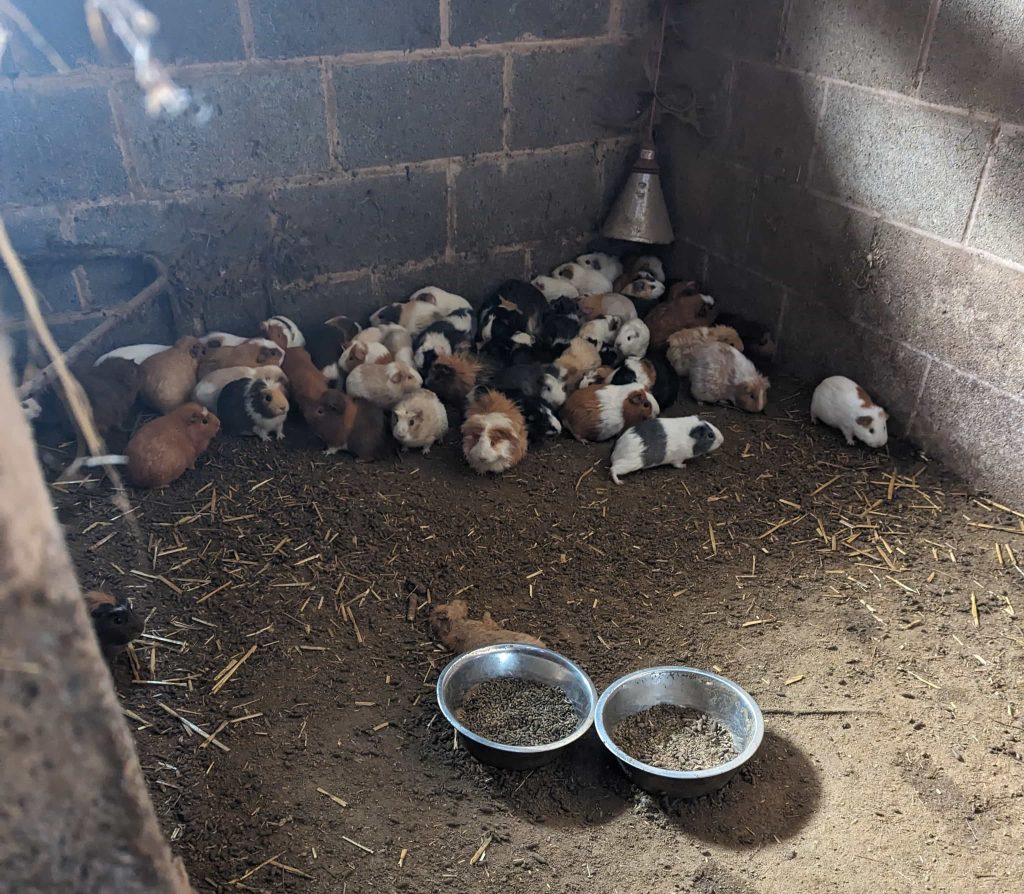 Cruel farmer jailed after 450 animals including dogs, horses, guinea pigs and a llama were rescued from shocking neglect in Sutton in Ashfield. Lifetime ban enforced.
