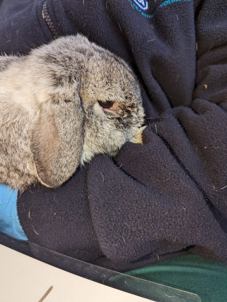Cruel farmer jailed after 450 animals including dogs, horses, guinea pigs and a llama were rescued from shocking neglect in Sutton in Ashfield. Lifetime ban enforced.