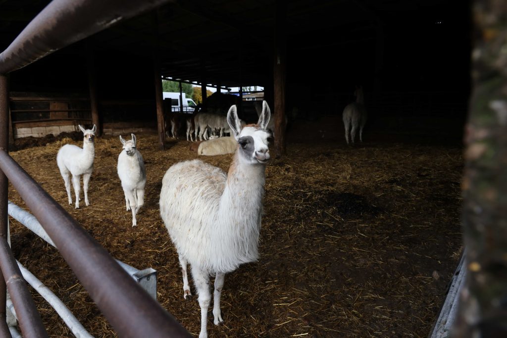 Cruel farmer jailed after 450 animals including dogs, horses, guinea pigs and a llama were rescued from shocking neglect in Sutton in Ashfield. Lifetime ban enforced.