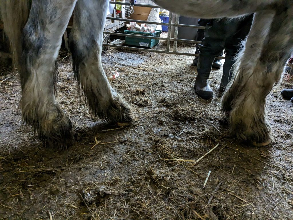 Cruel farmer jailed after 450 animals including dogs, horses, guinea pigs and a llama were rescued from shocking neglect in Sutton in Ashfield. Lifetime ban enforced.
