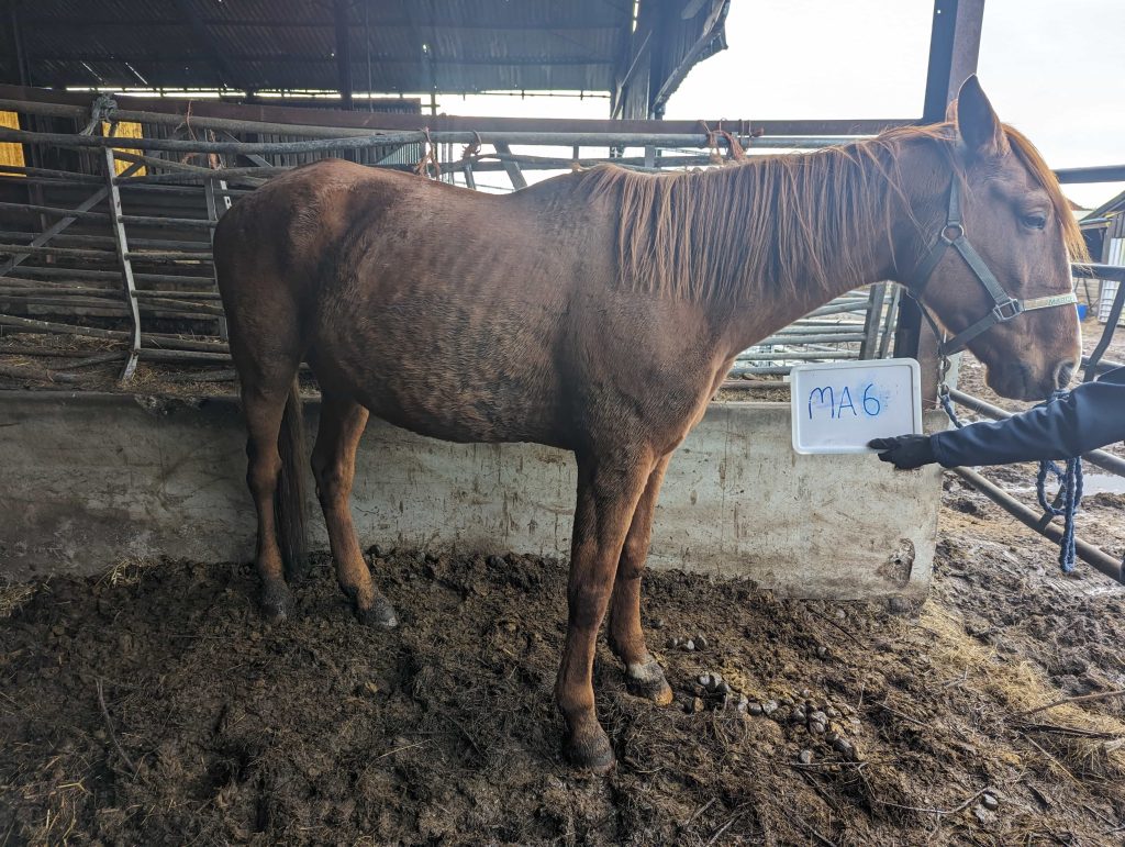 Cruel farmer jailed after 450 animals including dogs, horses, guinea pigs and a llama were rescued from shocking neglect in Sutton in Ashfield. Lifetime ban enforced.