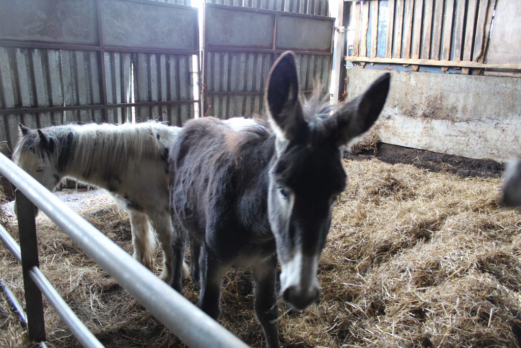 Cruel farmer jailed after 450 animals including dogs, horses, guinea pigs and a llama were rescued from shocking neglect in Sutton in Ashfield. Lifetime ban enforced.