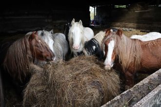 Cruel farmer jailed after 450 animals including dogs, horses, guinea pigs and a llama were rescued from shocking neglect in Sutton in Ashfield. Lifetime ban enforced.
