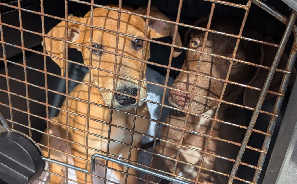 Five cute puppies found dumped in crate in park get new owners | Need ...