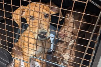 Five puppies dumped in a crate in a park have been rescued by the RSPCA - with Mort, Gloria and King Julian already adopted, while Ellie and Peaches await loving homes.