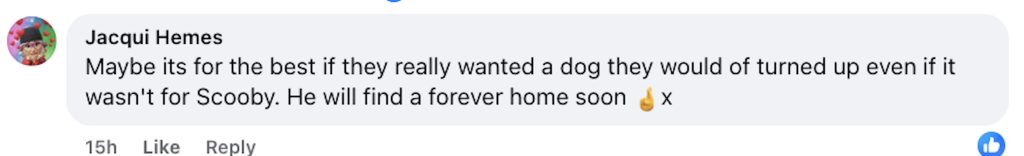Social media comment on the post of Scooby the one year old Mali X was stood up by potential adopters at Forest Dog Rescue - now the affectionate playful pup is still searching for his forever home.