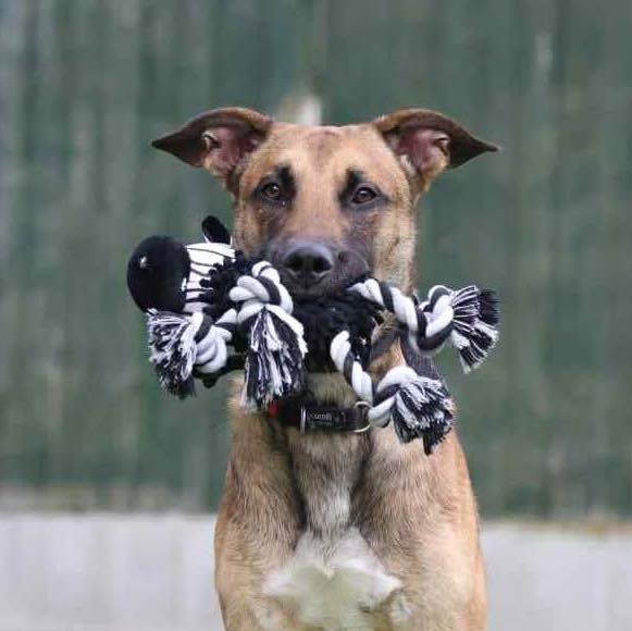 Scooby the one year old Mali X was stood up by potential adopters at Forest Dog Rescue - now the affectionate playful pup is still searching for his forever home.