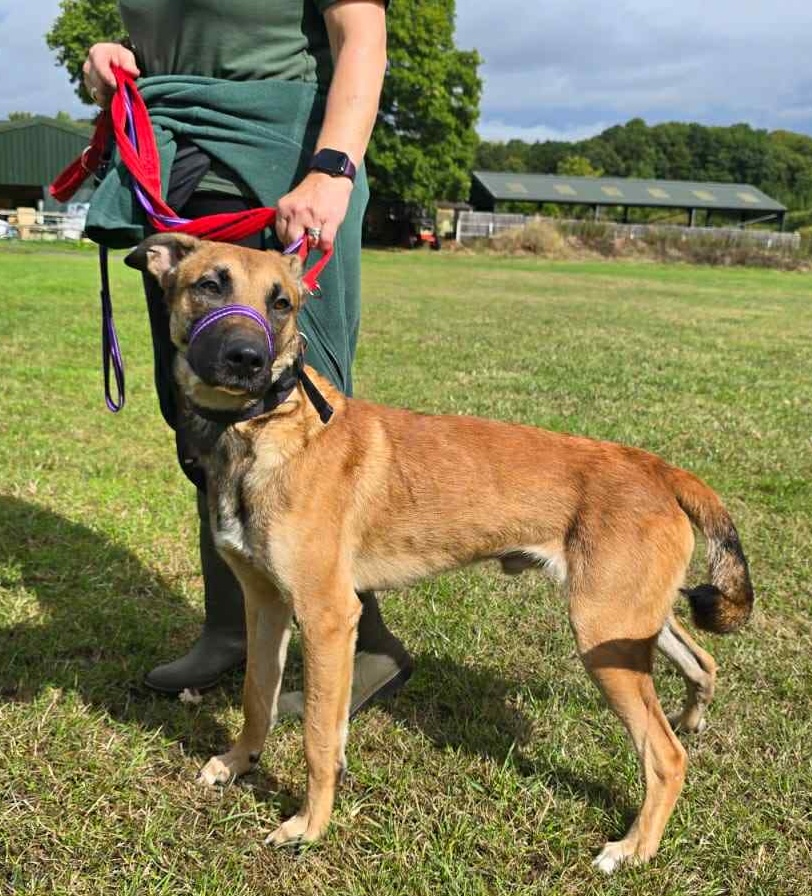 Scooby the one year old Mali X was stood up by potential adopters at Forest Dog Rescue - now the affectionate playful pup is still searching for his forever home.