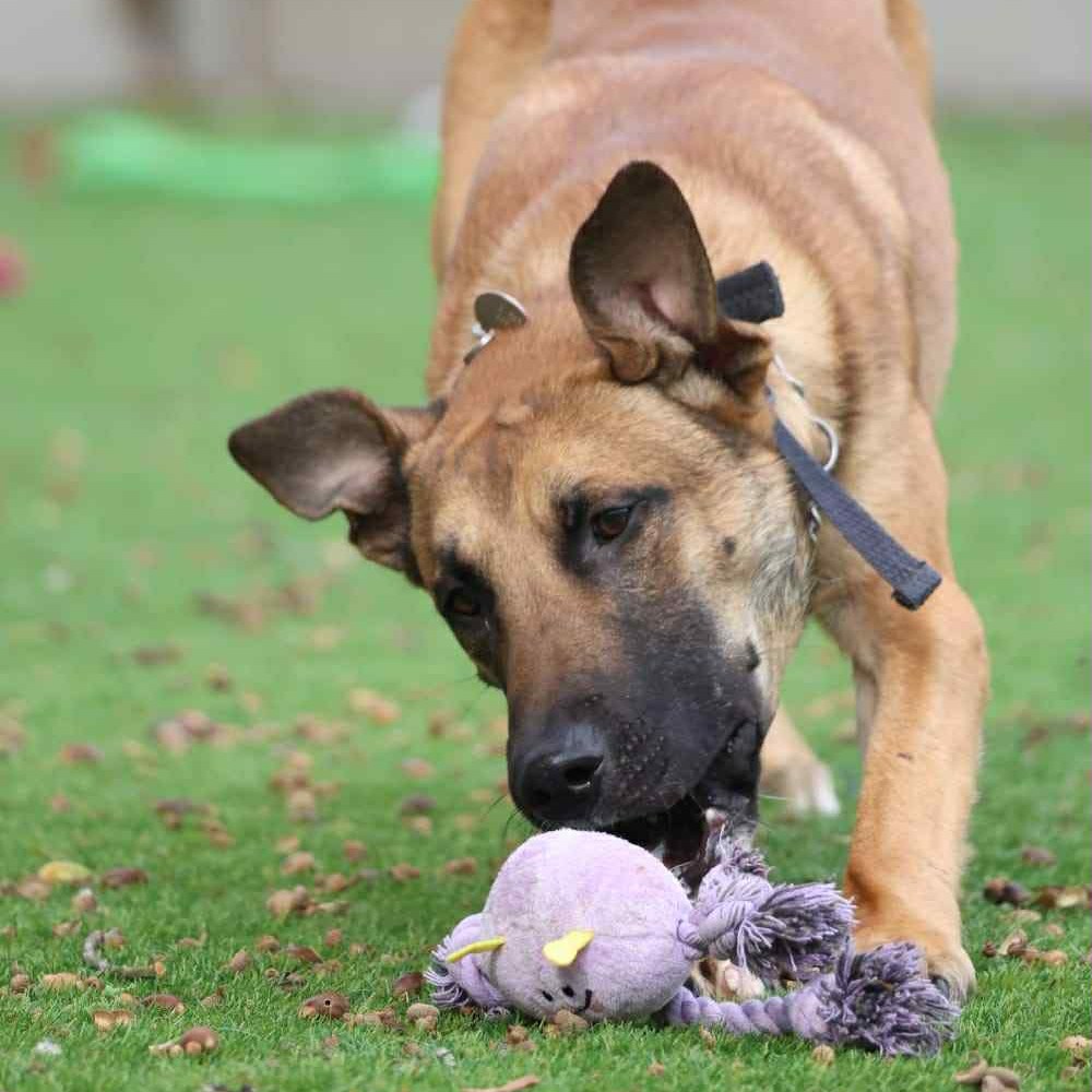 Scooby the one year old Mali X was stood up by potential adopters at Forest Dog Rescue - now the affectionate playful pup is still searching for his forever home.