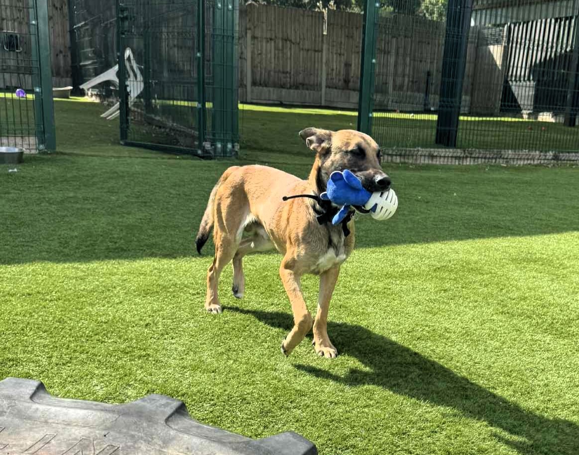 Scooby the one year old Mali X was stood up by potential adopters at Forest Dog Rescue - now the affectionate playful pup is still searching for his forever home.