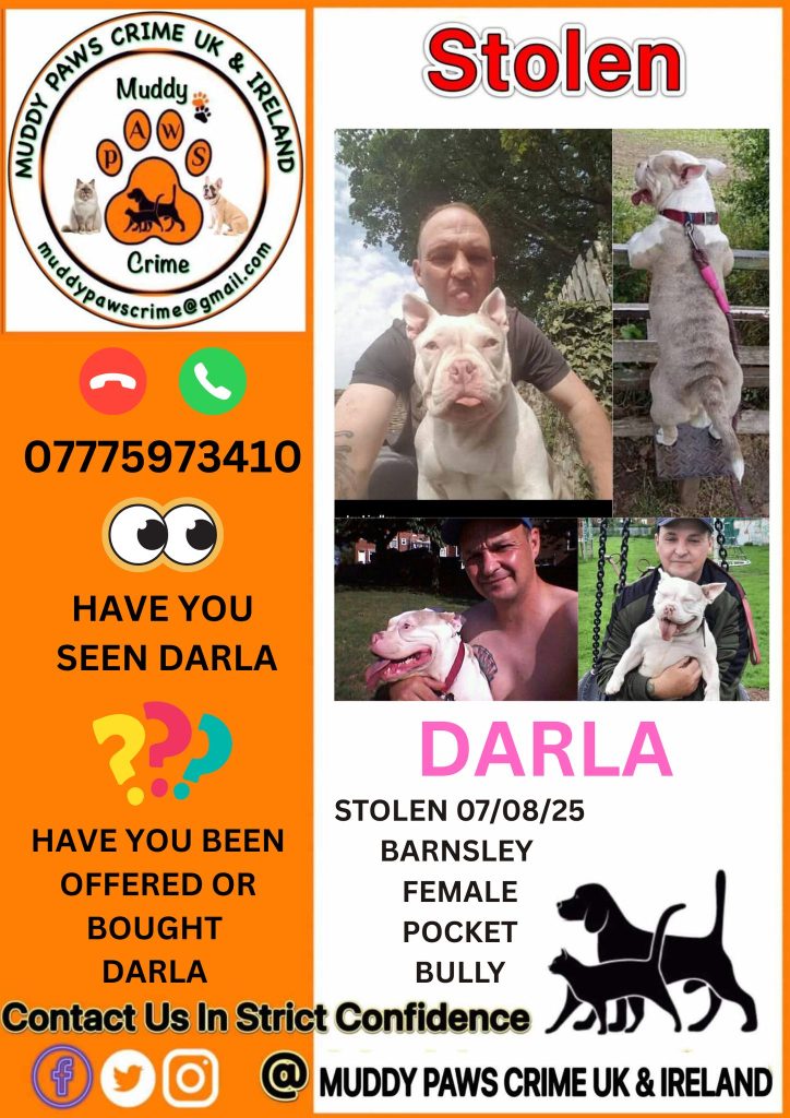 Heartbroken James Lindley says two women stole his beloved Pocket Bully Darla at knifepoint in Barnsley. The cancer survivor pleads for her safe return after the terrifying ordeal.