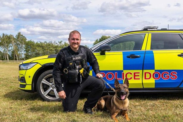 Hero cop dog who saved man's life on first ever shift gets gong | Need ...
