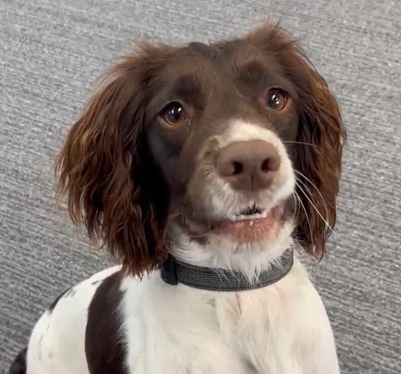 Hero police dog Raven sniffs out £200k stash of drugs and cash hidden under floorboards - leading to dealer Kemar Lewis being jailed for six years in Bristol.