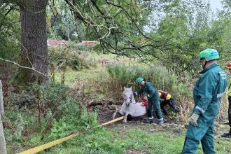 Heroic rescue as 18-year-old horse Gem is freed from bog in Siddington using specialist kit and tractor - fire crews and vet ensure she escapes without injury.