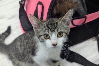 Two kittens dumped in zipped bag amid fly tipped rubbish in London rescued by RSPCA - Bubble and Squeak now safe though vets fear one may lose her sight.