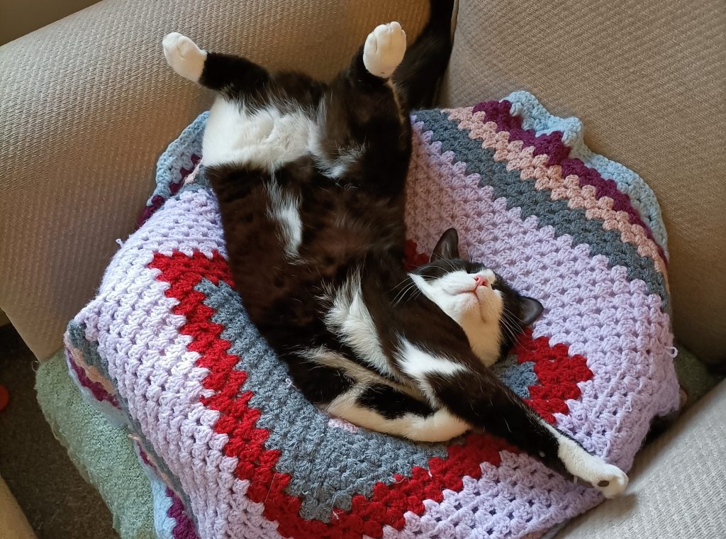 Abused kitten Dylan survives horrific cruelty with broken ribs and burns - now healed and thriving in a loving Chesterfield home after RSPCA rescue and rehabilitation.