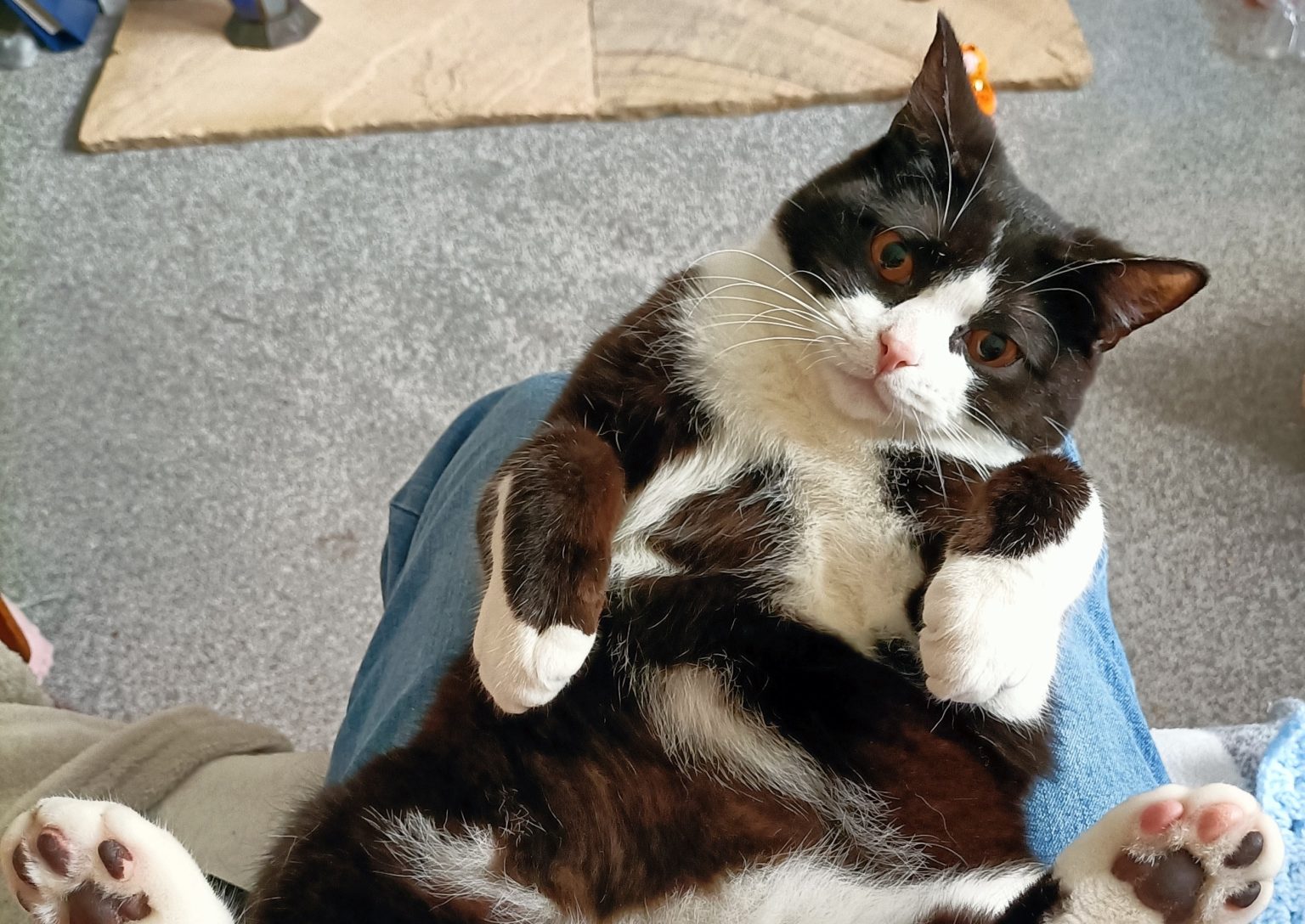 Abused kitten Dylan survives horrific cruelty with broken ribs and burns - now healed and thriving in a loving Chesterfield home after RSPCA rescue and rehabilitation.