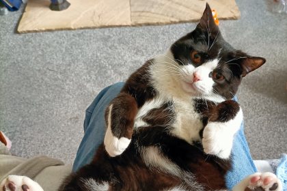Abused kitten Dylan survives horrific cruelty with broken ribs and burns - now healed and thriving in a loving Chesterfield home after RSPCA rescue and rehabilitation.