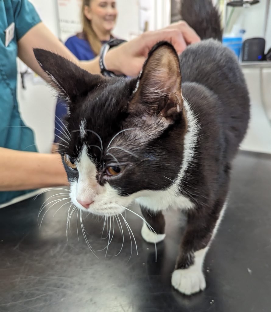 Abused kitten Dylan survives horrific cruelty with broken ribs and burns - now healed and thriving in a loving Chesterfield home after RSPCA rescue and rehabilitation.