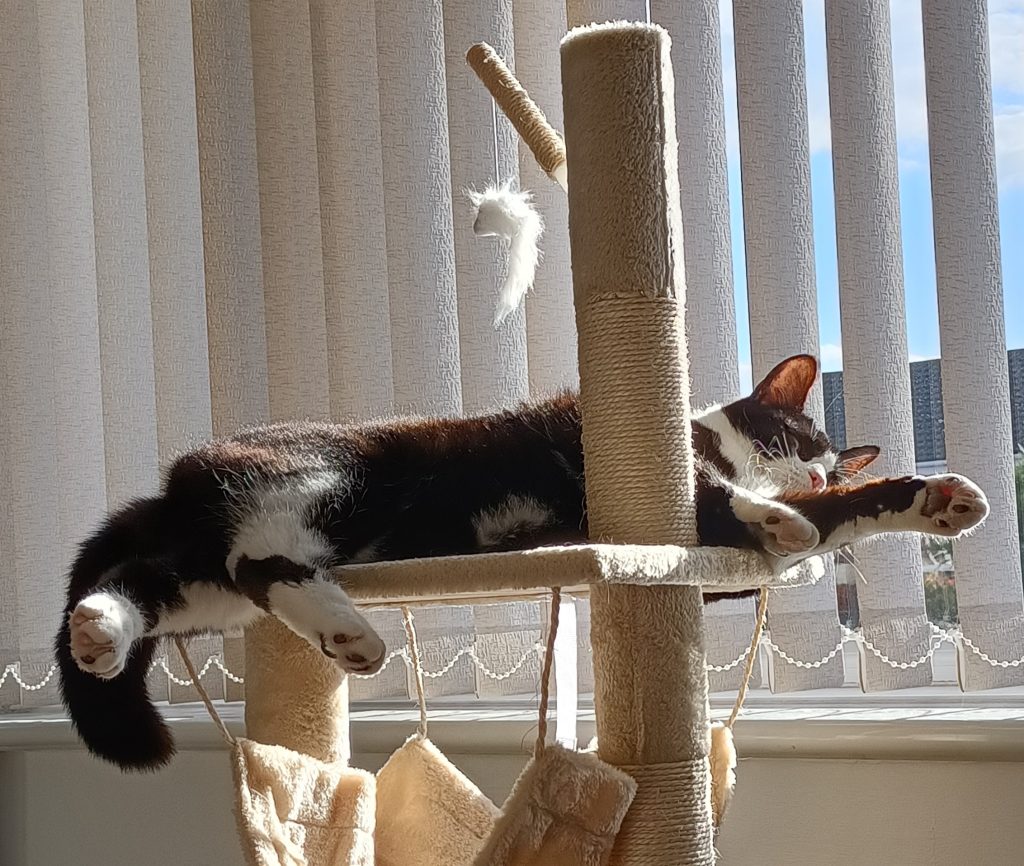 Abused kitten Dylan survives horrific cruelty with broken ribs and burns - now healed and thriving in a loving Chesterfield home after RSPCA rescue and rehabilitation.