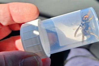 Millions of killer Asian hornets could invade Britain after 500 nests were found on Jersey - each housing up to 10,000 insects and posing a growing threat to UK wildlife.