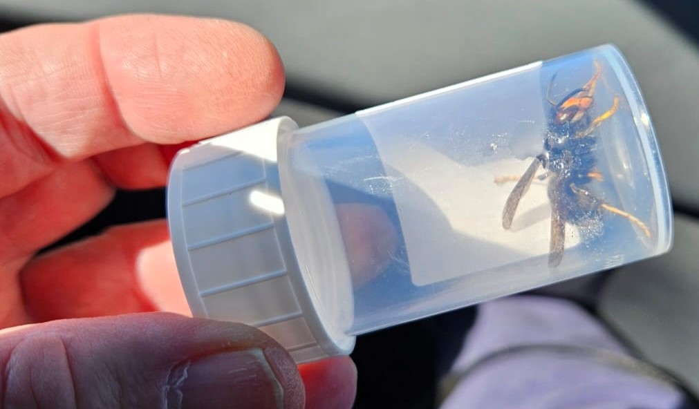 Millions of killer Asian hornets could invade Britain after 500 nests were found on Jersey - each housing up to 10,000 insects and posing a growing threat to UK wildlife.
