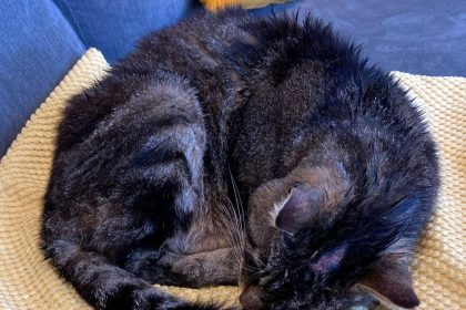 Missing cat Benjie found alive after eight days trapped in squirrel cage in Macclesfield - RSPCA investigates as traumatised pet survives on rainwater with head wound.