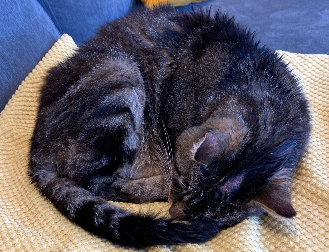 Missing cat Benjie found alive after eight days trapped in squirrel cage in Macclesfield - RSPCA investigates as traumatised pet survives on rainwater with head wound.