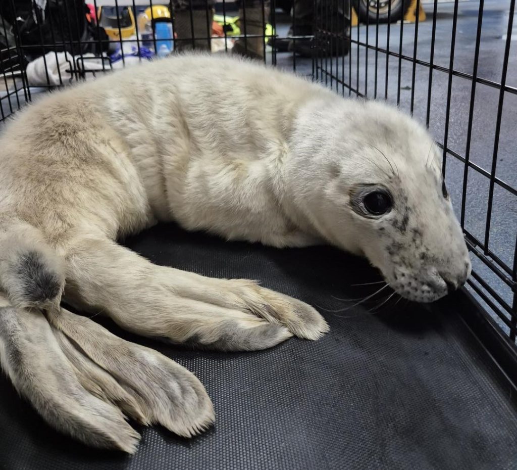 Newborn seal pup rescued in Porthcawl after storm separates him from mum - injured and malnourished, he’s now safe with the RSPCA and has been named Elvis.