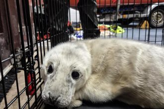 Newborn seal pup rescued in Porthcawl after storm separates him from mum - injured and malnourished, he’s now safe with the RSPCA and has been named Elvis.
