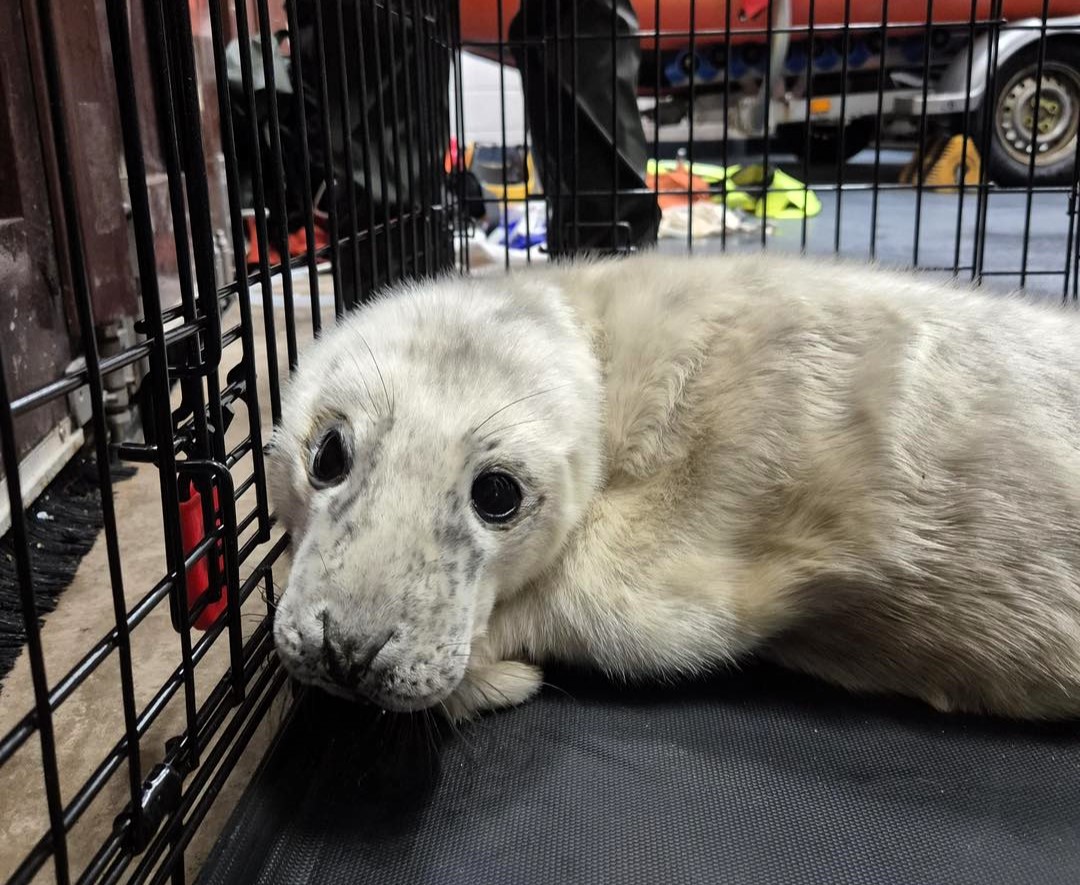 Newborn seal pup rescued in Porthcawl after storm separates him from mum - injured and malnourished, he’s now safe with the RSPCA and has been named Elvis.