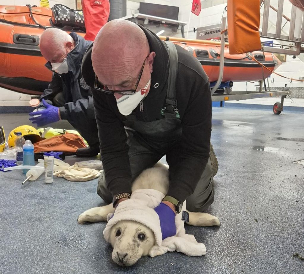 Newborn seal pup rescued in Porthcawl after storm separates him from mum - injured and malnourished, he’s now safe with the RSPCA and has been named Elvis.