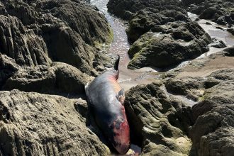 One of the world’s rarest whales found dead on Devon beach - a pygmy sperm whale stranded at Bigbury-on-Sea offers scientists a rare chance to study this elusive species.