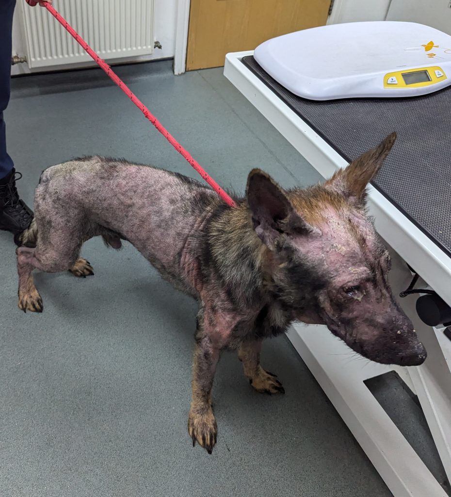 Neglected German Shepherd puppy left looking like a hyena - Hull man banned from keeping animals for life after Simba’s shocking condition and heartbreaking fate.